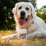 Probiotic Foods For Pets