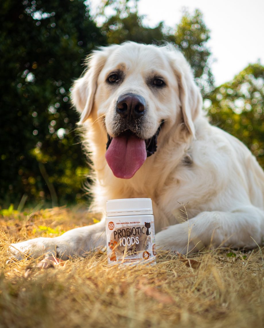 Probiotic Foods For Pets