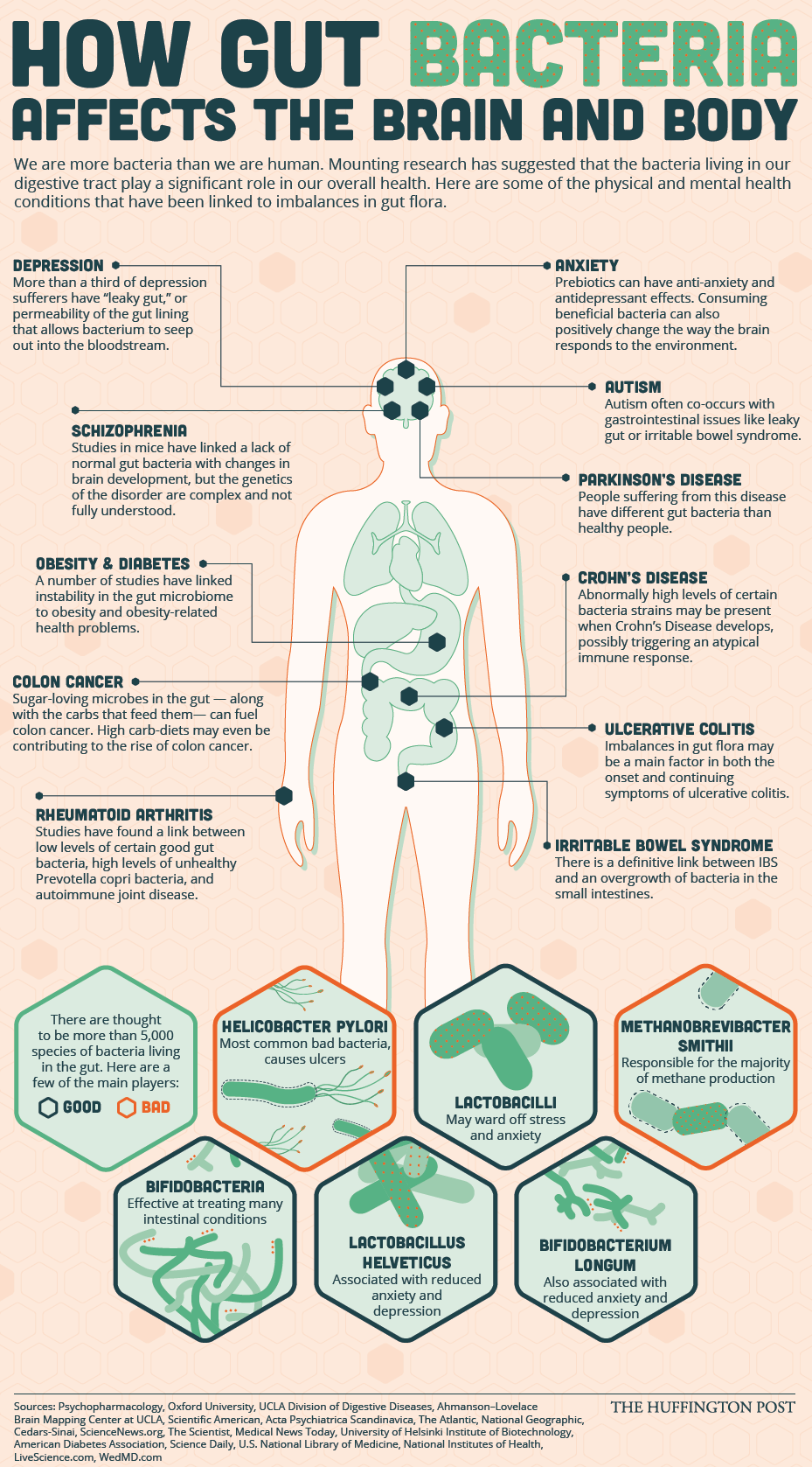 The-Numerous-Ways-That-Gut-Bacteria-Affect-Our-Physical-And-Mental-Wellbeing.