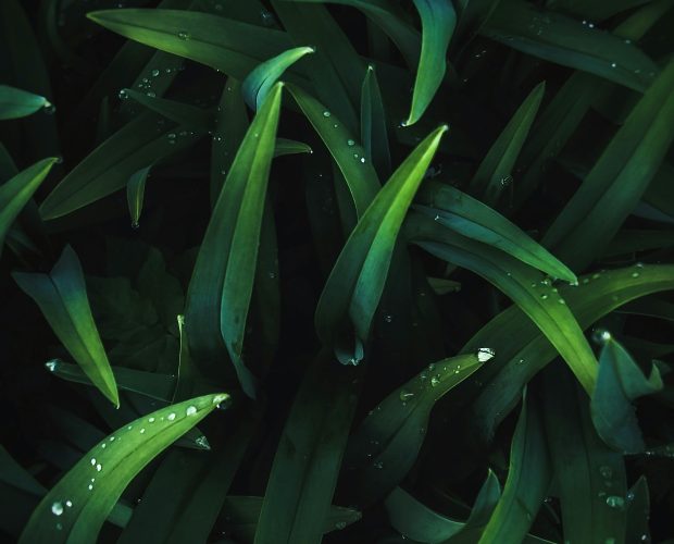 Close-up of fresh green seaweed, a natural source of iodine that supports thyroid health, energy, and metabolism.