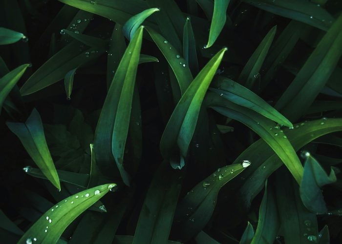 Close-up of fresh green seaweed, a natural source of iodine that supports thyroid health, energy, and metabolism.